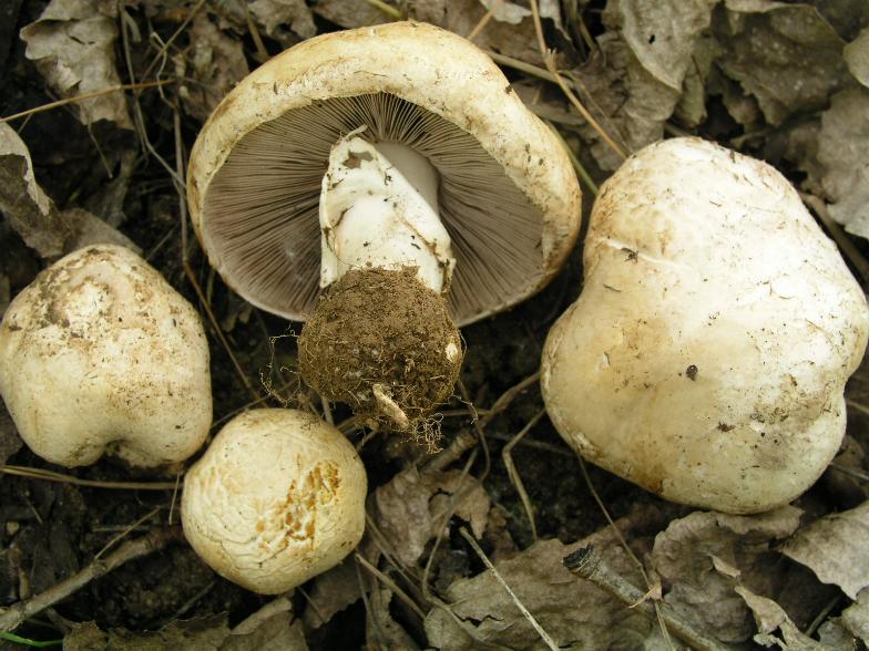 Agaricus  non comuni